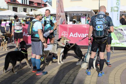 Fragment biegu Pucharu Polski w Dogtrekkingu w Wiśle